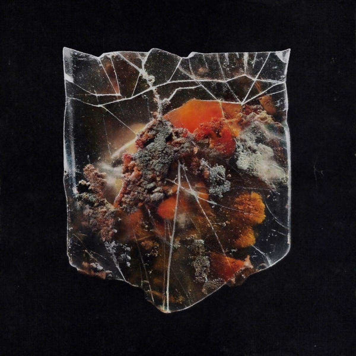 Shields – Death & Connection (LP)